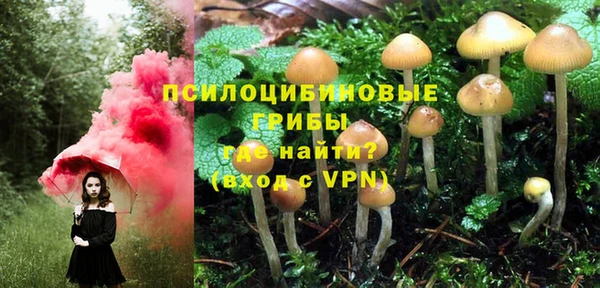 индика Аркадак
